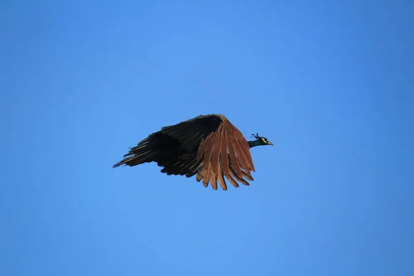 Pavo Real Hembra India Está Volando Desde Árbol Cielo Azul — Foto de Stock