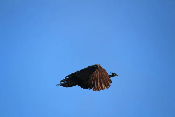Indian Female peacock is flying from the tree and blue sky on the background. Indian Female peacock is flying