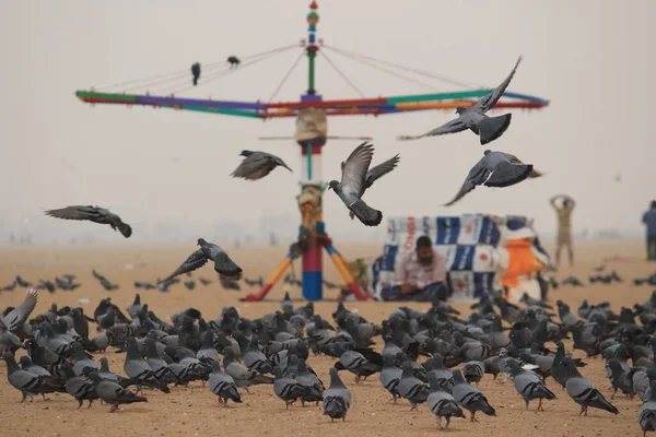 Голуби Голуби Летают Причале Пляже Ченнаи — стоковое фото