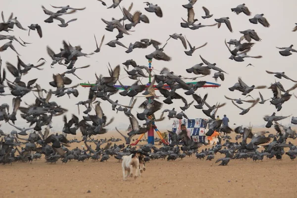 Tauben Oder Tauben Fliegen Yachthafen Beach Chennai — Stockfoto