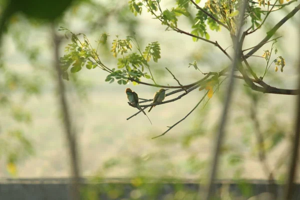 Gökkuşağı Arısı Yiyen Sabahları Ağaç Dalında Oturuyor — Stok fotoğraf