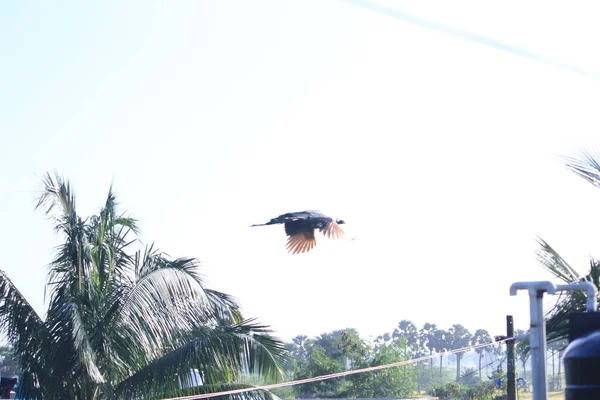 Indiase Vrouwelijke Pauw Vliegt Uit Boom Blauwe Lucht Achtergrond Indiase — Stockfoto