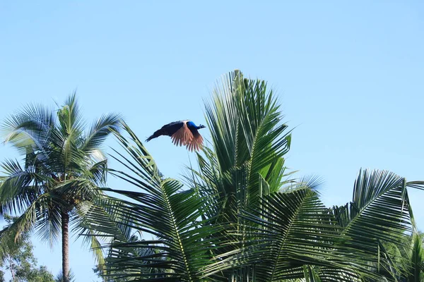 Pavão Fêmea Indiano Está Voando Árvore Céu Azul Fundo Indiana — Fotografia de Stock