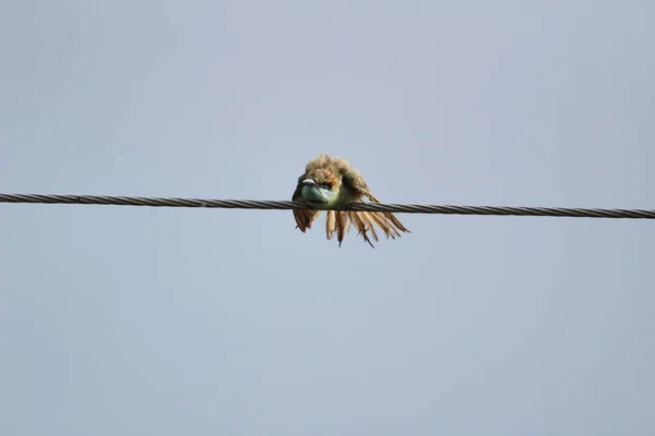 Індійська Зелена Бджолоїдка Сидить Електричній Лінії Індійський Мультиколор Етер Сидить — стокове фото