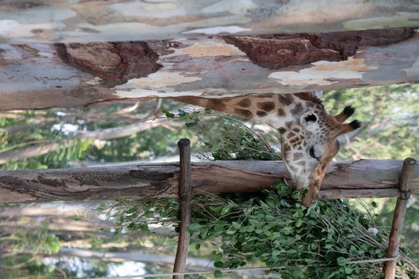Жираф Національному Парку Баннергатта Бангалор Стоїть Зоопарку Лісові Заповідники Карнатаці — стокове фото