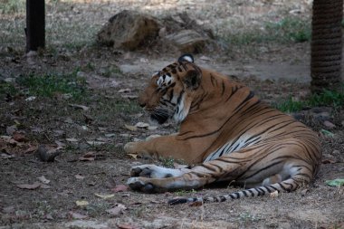 Bannerghatta Ulusal Parkı 'ndaki Tiger hayvanat bahçesinde duruyor. Karnataka Hindistan 'daki Orman Vahşi Yaşam Sığınakları