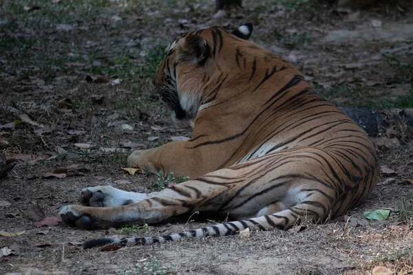 Tigre Parque Nacional Bannerghatta Bangalore Pie Zoológico Bosque Santuarios Vida — Foto de Stock