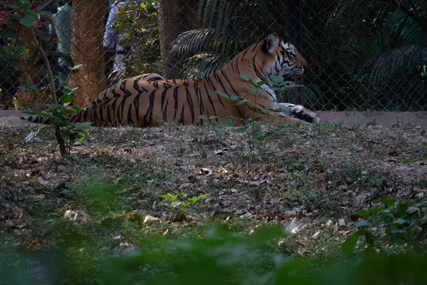 動物園に立つバンネルガッタ国立公園バンガロールのタイガー カルナタカ州の森林野生生物保護区 インド — ストック写真