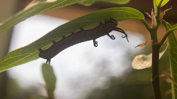 Monarch Vlinder Rups Een Groen Blad Met Een Gedeeltelijk Opgegeten — Stockfoto