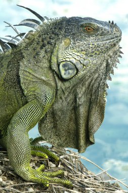 Iguanas are a genus of lizards that live in the tropics of Central America, South America and the Caribbean islands. These lizards were first described by an Austrian zoologist ,macro wallpaper 