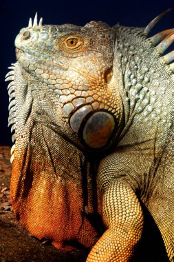 Iguanas are a genus of lizards that live in the tropics of Central America, South America and the Caribbean islands. These lizards were first described by an Austrian zoologist ,macro wallpaper 