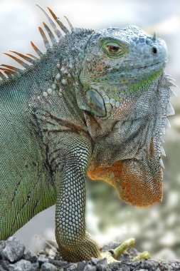 Iguanas are a genus of lizards that live in the tropics of Central America, South America and the Caribbean islands. These lizards were first described by an Austrian zoologist ,macro wallpaper 
