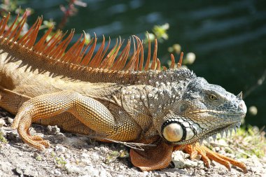 Iguanas are a genus of lizards that live in the tropics of Central America, South America and the Caribbean islands. These lizards were first described by an Austrian zoologist ,macro wallpaper 