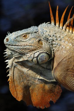 Iguanas are a genus of lizards that live in the tropics of Central America, South America and the Caribbean islands. These lizards were first described by an Austrian zoologist ,macro wallpaper 