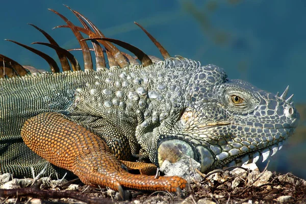 Iguanas are a genus of lizards that live in the tropics of Central America, South America and the Caribbean islands. These lizards were first described by an Austrian zoologist ,macro wallpaper 
