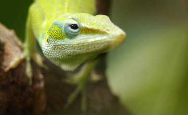 Iguana is a genus of lizard that lives in the tropics. Anolis carolinensis or green anole is a species of tree-dwelling anole lizard, macro lizard, macro iguana, nature