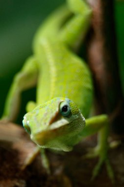Iguana is a genus of lizard that lives in the tropics. Anolis carolinensis or green anole is a species of tree-dwelling anole lizard, macro lizard, macro iguana, nature