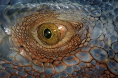 Iguana is a genus of lizard that lives in the tropics. Anolis carolinensis or green anole is a species of tree-dwelling anole lizard, macro lizard, macro iguana, nature