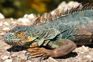 Iguana is a genus of lizard that lives in the tropics. Anolis carolinensis or green anole is a species of tree-dwelling anole lizard, macro lizard, macro iguana, nature
