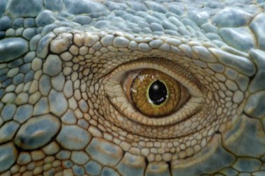 Iguana is a genus of lizard that lives in the tropics. Anolis carolinensis or green anole is a species of tree-dwelling anole lizard, macro lizard, macro iguana, nature