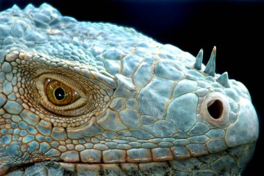 Iguana is a genus of lizard that lives in the tropics. Anolis carolinensis or green anole is a species of tree-dwelling anole lizard, macro lizard, macro iguana, nature