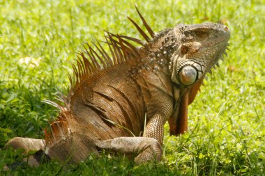 Iguana is a genus of lizard that lives in the tropics. Anolis carolinensis or green anole is a species of tree-dwelling anole lizard, macro lizard, macro iguana, nature