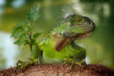 Iguana is a genus of lizard that lives in the tropics. Anolis carolinensis or green anole is a species of tree-dwelling anole lizard, macro lizard, macro iguana, nature