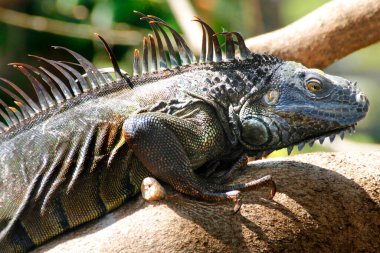 Iguana is a genus of lizard that lives in the tropics. Anolis carolinensis or green anole is a species of tree-dwelling anole lizard, macro lizard, macro iguana, nature