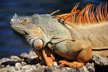 Iguana is a genus of lizard that lives in the tropics. Anolis carolinensis or green anole is a species of tree-dwelling anole lizard, macro lizard, macro iguana, nature