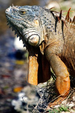 Iguana is a genus of lizard that lives in the tropics. Anolis carolinensis or green anole is a species of tree-dwelling anole lizard, macro lizard, macro iguana, nature