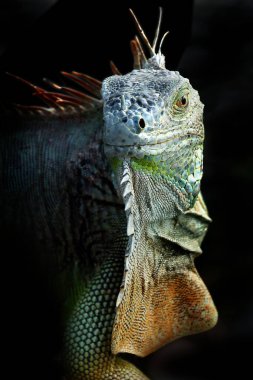 Iguana is a genus of lizard that lives in the tropics. Anolis carolinensis or green anole is a species of tree-dwelling anole lizard, macro lizard, macro iguana, nature