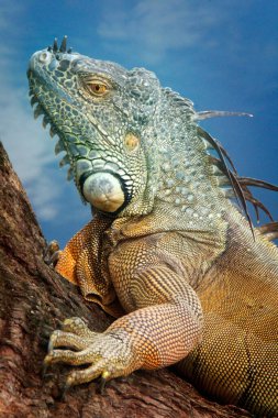 Iguana is a genus of lizard that lives in the tropics. Anolis carolinensis or green anole is a species of tree-dwelling anole lizard, macro lizard, macro iguana, nature