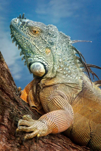 Iguana is a genus of lizard that lives in the tropics. Anolis carolinensis or green anole is a species of tree-dwelling anole lizard, macro lizard, macro iguana, nature