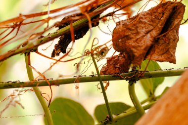 Close-up view of ant swarms collecting food on leaves that are starting to brown in the forest