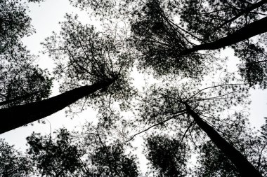 Upward view of pine tree forest with three primary three trunks from the edges towards the center of the frame