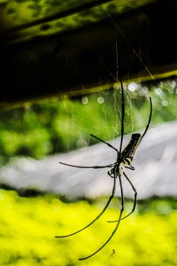 Close up view of Gold-black orb spider (Nephilia pilipes) waiting for prey under the wooden house roof