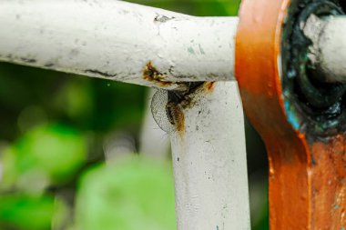 Close-up view of gold-black caterpillar larva making cocoons for last stage of metamorphosis. Captured in the outdoor of childs playground