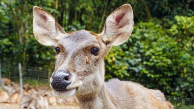 Medium view of brown deer in zoo captivity looking at the camera curiously with the body facing to the side