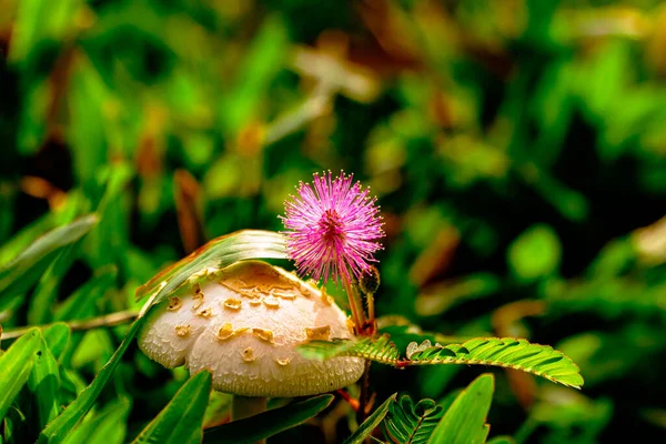 Mimosa strigillosa, Sunshine mimoza), dar orman zemininde güneş için savaşan sihirli mantarların ve mor-morumsu utanç bitkisinin yakın plan görüntüsü.