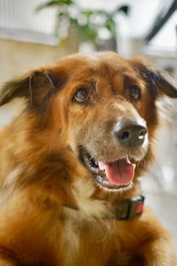 Ev içinde sarı-altın-çikolata-siyah bir erkek köpek. Köpek, dilini dışarı çıkarırken kameradan uzağa bakar..