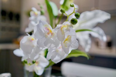 Güve orkideleri suni bitkiler kapalı ortamlarda sergileniyor.