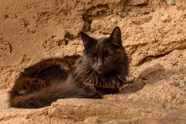 A black cat lazily naps in the warm sun, surrounded by the vibrant energy of Marrakech, Morocco. The contrast of its sleek fur against the bustling city is a reminder of the peaceful moments found amidst the chaos. Its relaxed pose exudes a sense of 