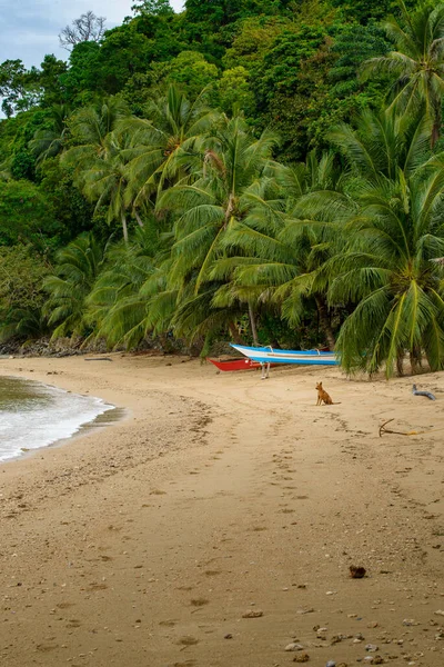 This photo captures the essence of the Philippines, with a traditional wooden boat bobbing on crystal-clear turquoise waters, surrounded by lush green tropical foliage. 