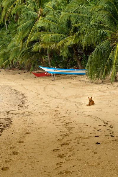 This photo captures the essence of the Philippines, with a traditional wooden boat bobbing on crystal-clear turquoise waters, surrounded by lush green tropical foliage. 