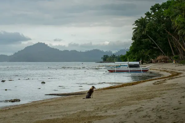 This photo captures the essence of the Philippines, with a traditional wooden boat bobbing on crystal-clear turquoise waters, surrounded by lush green tropical foliage. 