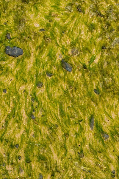 This close-up photo of green algae showcases the intricate and unique patterns of the underwater plant. The vibrant green color and flowing lines create a sense of movement and organic beauty, while the textures highlight the resilience of nature. 