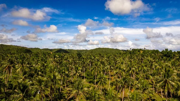 Фотографии Запечатлена Захватывающая Красота Тропических Джунглей Горного Хребта Переднем Плане — стоковое фото