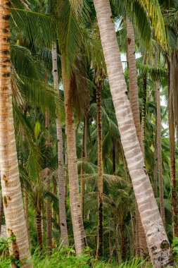Fotoğrafta hindistan cevizi ağaçlarının yemyeşil bir korusu, yüksek gövdeleri ve çağlayan yaprakları başlarının üzerinde yemyeşil bir gölgelik oluşturuyor. Manzara tropikal bir cennet, mavi gökyüzü ve berrak suyla..