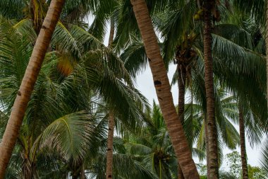Fotoğrafta hindistan cevizi ağaçlarının yemyeşil bir korusu, yüksek gövdeleri ve çağlayan yaprakları başlarının üzerinde yemyeşil bir gölgelik oluşturuyor. Manzara tropikal bir cennet, mavi gökyüzü ve berrak suyla..
