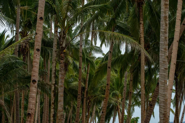 Фотографии Изображена Зеленая Роща Кокосовых Деревьев Возвышающиеся Стволы Каскадные Листья — стоковое фото